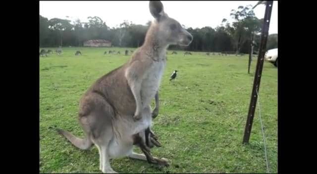 Kangaroos at Morisset Hospital on Vimeo