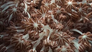 0907_xenia corals close up