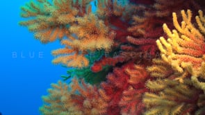 0919_gorgonian sea fan close up mediterranean sea