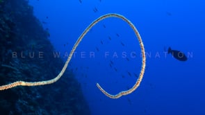 1068_white whip coral blue ocean