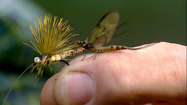 Trailer - Mayfly Time on a Chalk Stream with Oliver Edwards