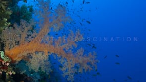 1335_orange soft coral blue ocean