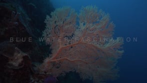 1455_red gorgonian sea fan