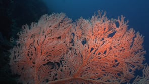 1456_red gorgonian sea fan close up