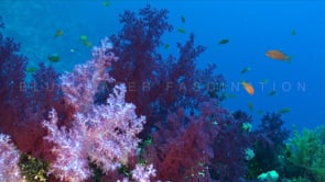 1505_soft coral array red sea