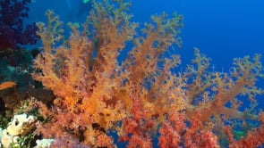 1506_orange soft coral red sea