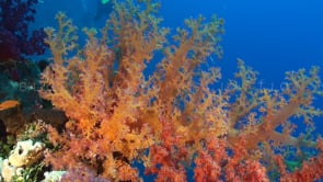 1506_orange soft coral red sea