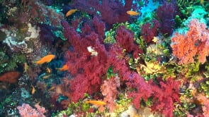 1507_soft corals and reef fishes
