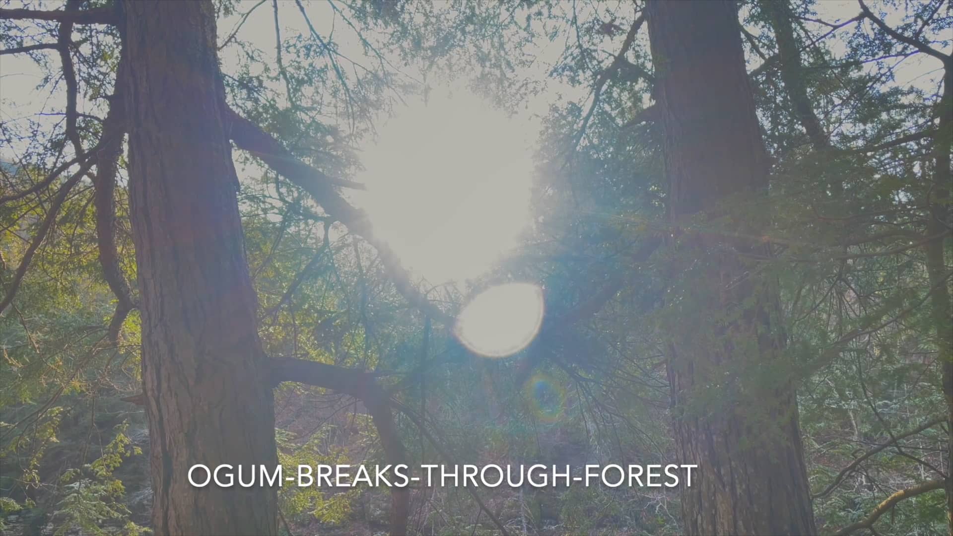 Bethany Yarrow OgumBreaksThroughForest on Vimeo