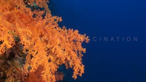 1509_orange soft coral close up red sea