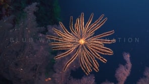 1692_yellow feather star