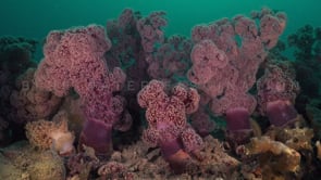 1693_purple soft corals on coral reef