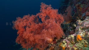 1695_orange soft coral on reef