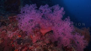 1696_pink soft coral on reef