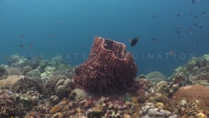 1691_barrel sponge on coral reef
