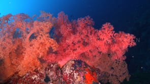 1697_orange and pink soft corals on reef