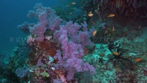 1698_purple soft coral anthias