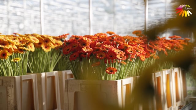 Corporatevideo Florijn Gerbera's