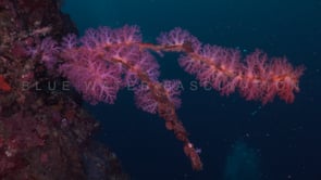 1699_purple soft coral facing ocean