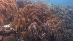 1701_soft corals hanging from reef