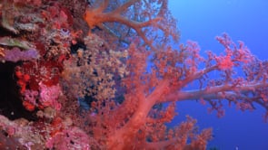 1704_mixed soft corals drop off
