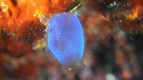 1706_blue ascidian super close up
