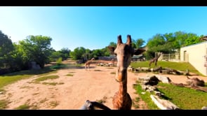 360° View of Giraffes at The Cameron Park Zoo
