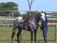 Lote 04