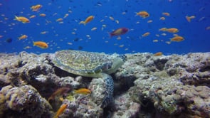 0262_hawksbill turtle on coral reef