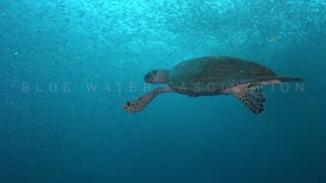 0473_hawksbill turtle swimming through sardines