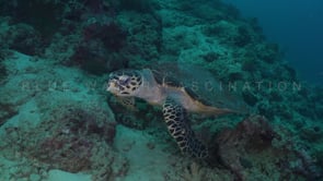 0474_Hawksbill turtle swimming along coral reef