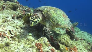 1115_hawksbill turtle feeding on coral reef