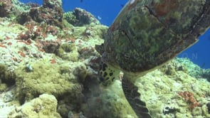 1116_hawksbill turtle feeding upside down on coral reef