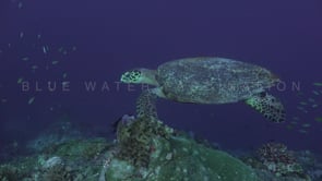 1703_hawksbill turtle swimming along coral reef