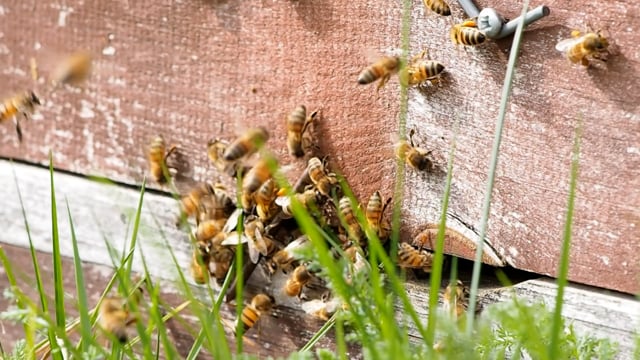Прозрачный улей Ivry-B позволит наблюдать за пчелами, не причиняя им беспокойства