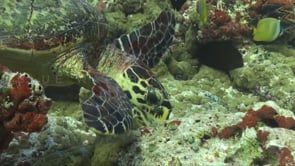 1114_hawksbill turtle feeding on coral reef