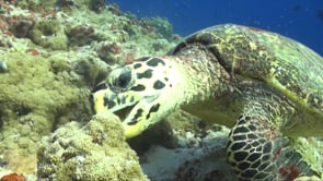 1117_hawksbill turtle feeding close up on coral reef