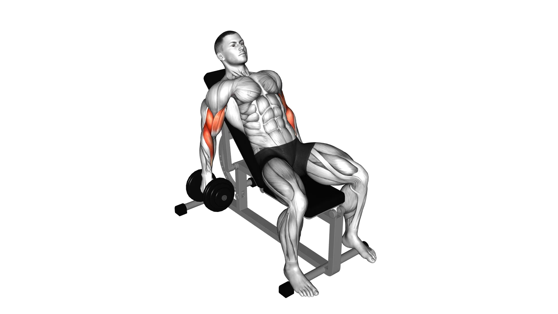 Dumbbell Incline Curl on Vimeo