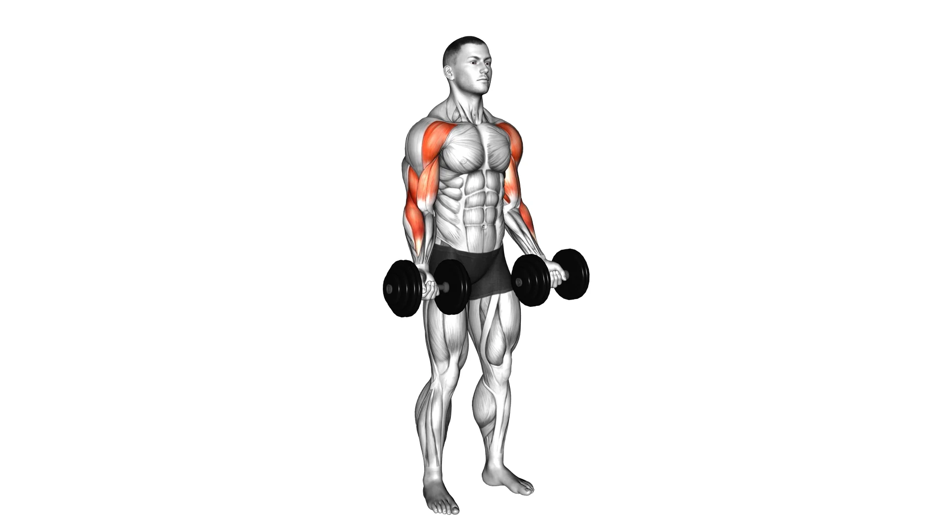 Dumbbell Drag Bicep Curl on Vimeo