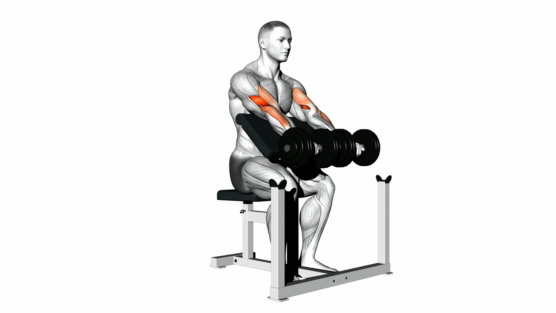 Dumbbell Seated Preacher Curl