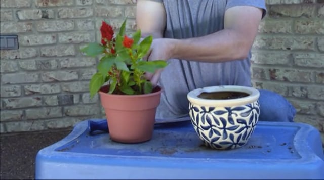 Moving Tips: Preparing Potted Plants