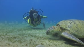 0254_tuurtle and female diver