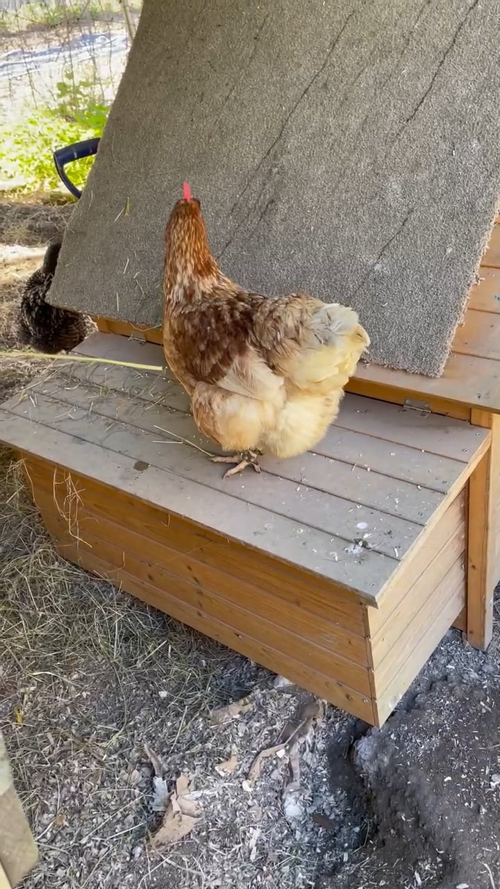 Chickens on Vimeo