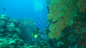 0450_female scuba diver sea fan