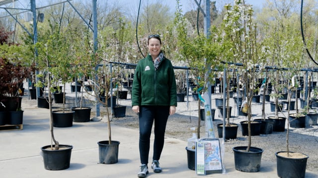 How to Grow Fruit Trees in Northeast Ohio