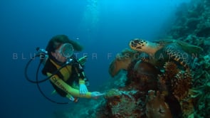 0525_scba diver girl with turtle