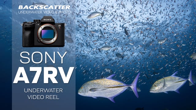 Sony A7R V Underwater Video Reel | 4K 60p Sample Test Footage