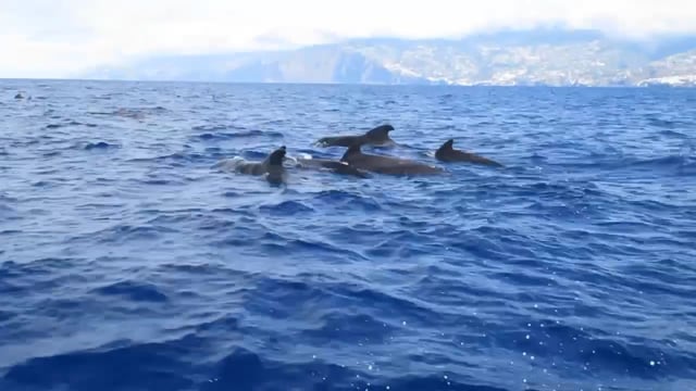 Pilot Whales of Madeira