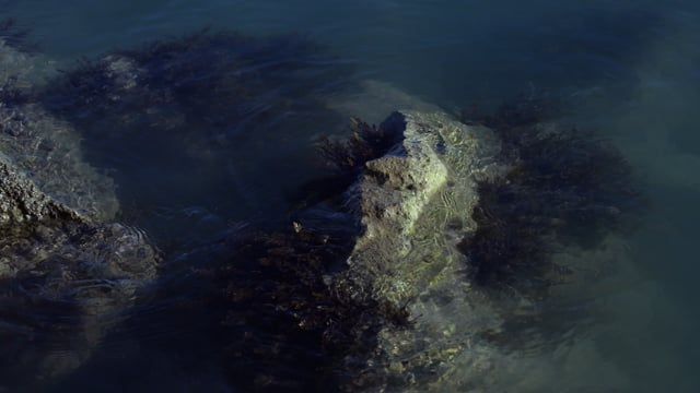 Underwater seaweeds in Mediterranean sea, Stock Video