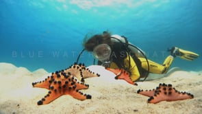 0534_scuba diver girl with orange sea stars